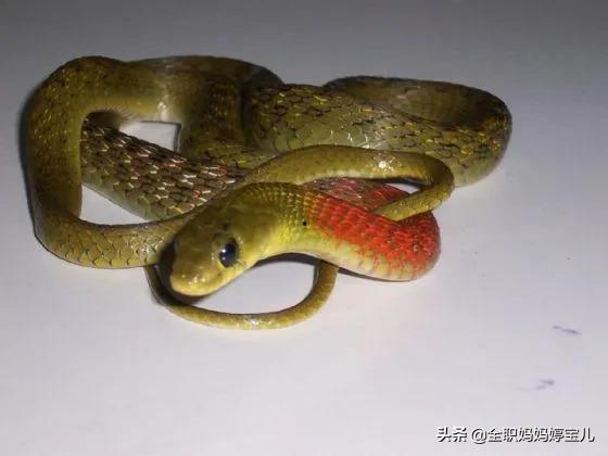 睡蛇的视频,一场视觉与知识的奇妙之旅