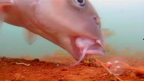 鲤鱼水下吃饵视频,鲤鱼捕食瞬间捕捉