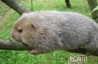 云南竹鼠视频,探寻神秘山野中的“地下熊猫”