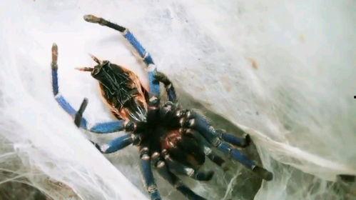 狼蛛的视频,探寻神秘生物的传奇故事
