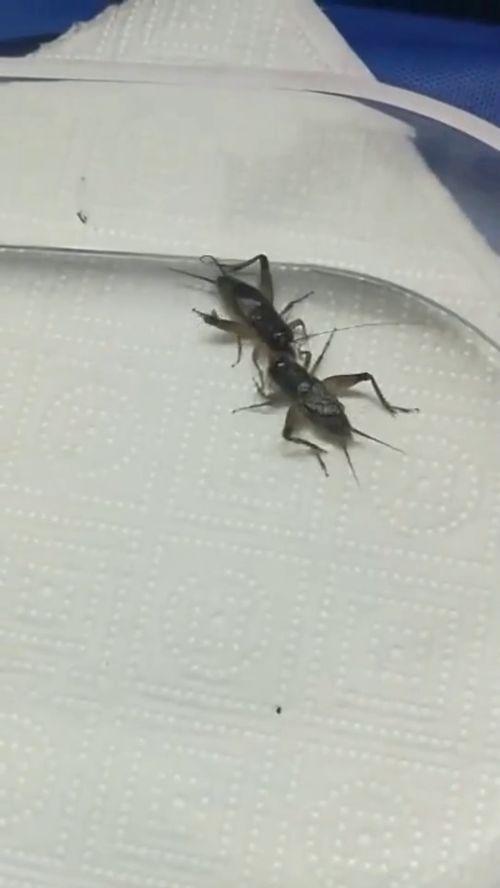 蛐蛐打斗视频,一场视觉盛宴的打斗视频解析