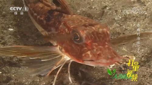怪鱼视频,怪鱼视频揭秘神秘海洋生物