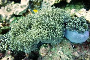 尼莫鱼视频,揭秘神秘海洋生物的奇幻世界