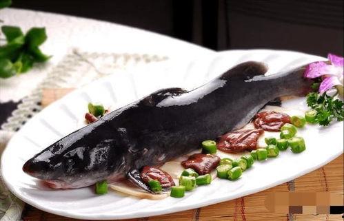 钓江团视频,跟随视频学钓技