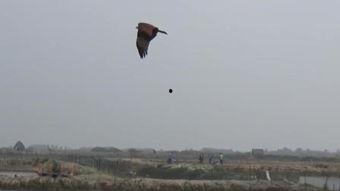 捕老鹰视频,惊心动魄的野生动物捕捉瞬间